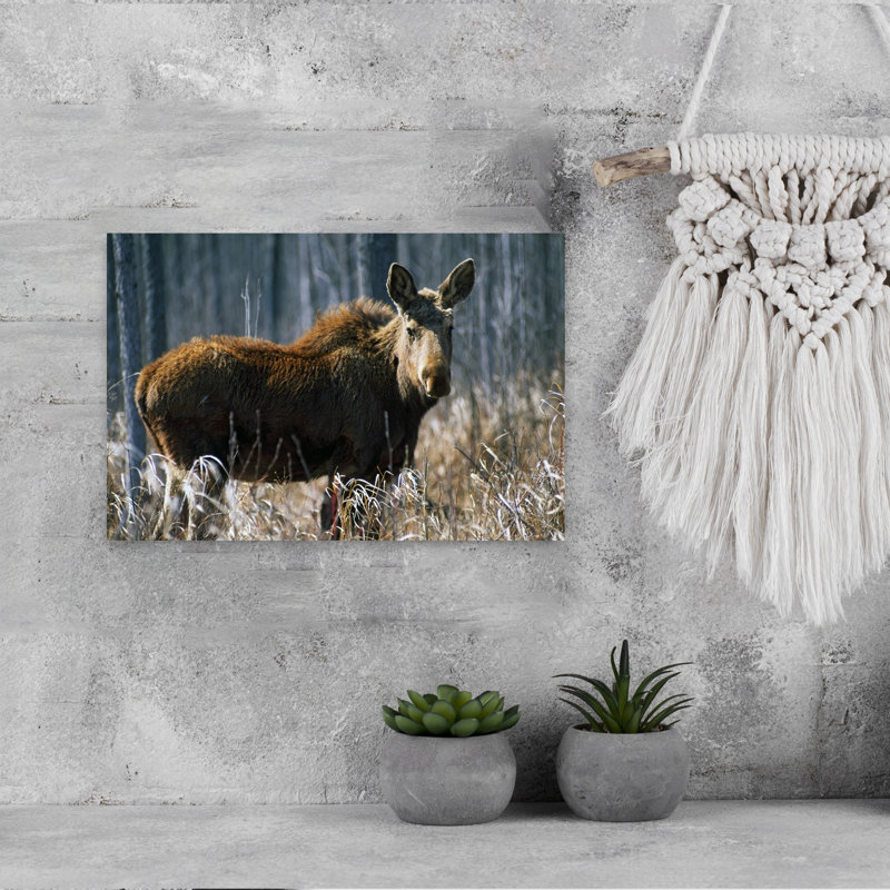 Young Bull Moose At Edge Of Forest. by Green Earth Collection - Wrapped Canvas Print, 30.48 cm H x 45.72 cm W