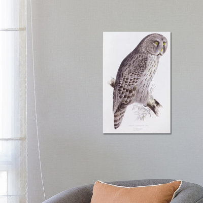 Great Cinereous Owl, from 'the Birds of Great Britain', Published London, 1862-73 1 Piece Wrapped Canvas Wall Art