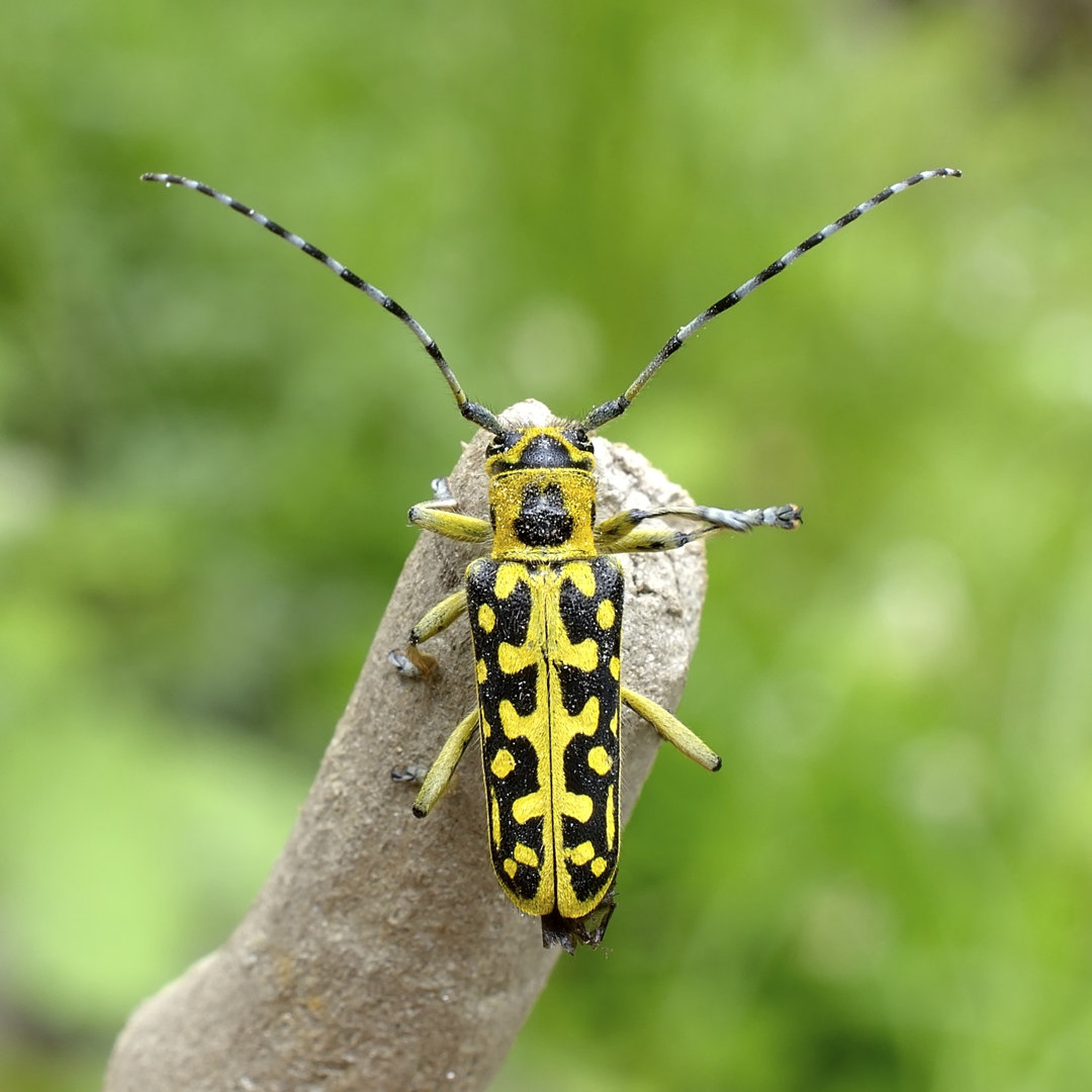 Ladder-Marked Long Horn Beetle - Wrapped Canvas Art Prints