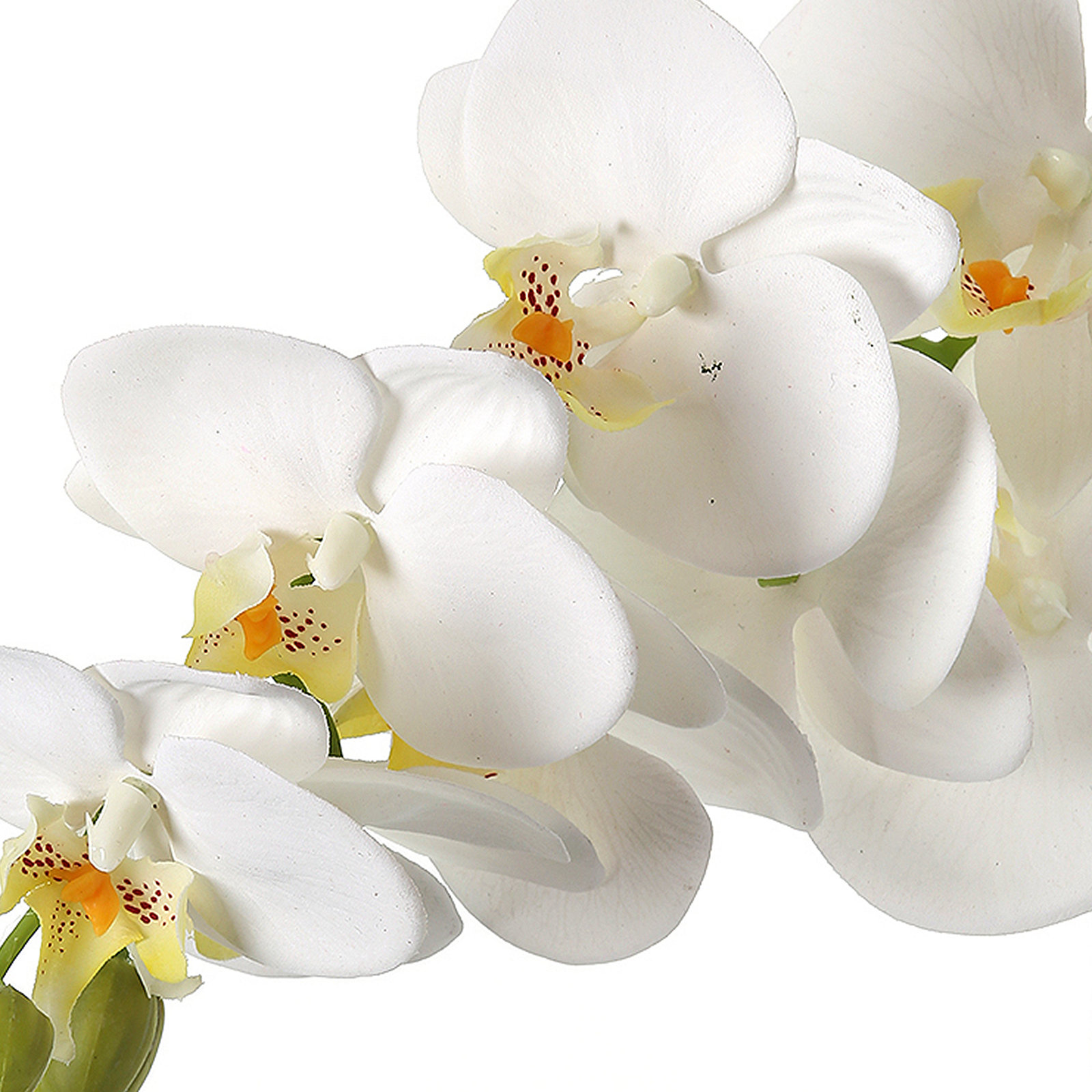 Phalaenopsis Orchid Stems, White