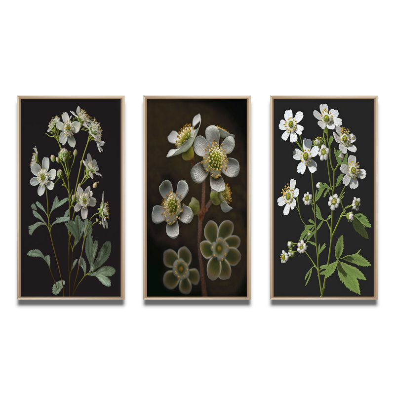 «Blossoming Diphylleia Grayi On Black», 3 pièces, H 40 po x l 60 po, Naturel