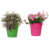 Vert pomme / rose vif