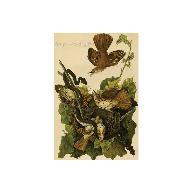 Oiseaux moqueux ferruginous-impression d’art graphique, H 36 po x l 24 po x P 1,5 po