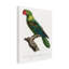 "Ologiste Perroquet X "sur toile-98232783
