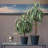 Faux Potted Aloe Tree-32810567