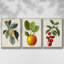 Garden Gems I, ensemble de 3 pièces encadrées sur toile-97794980-97794979