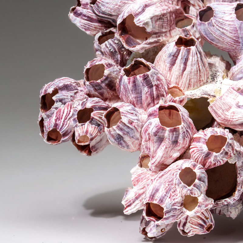 Genuine Purple Acorn Barnacle Cluster (1 Lb)