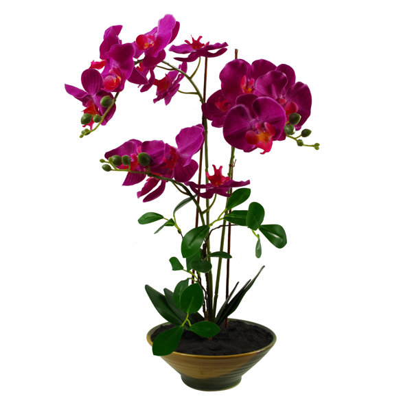 The Seasonal Aisle Orchid Arrangement in Planter & Reviews | Wayfair.co.uk