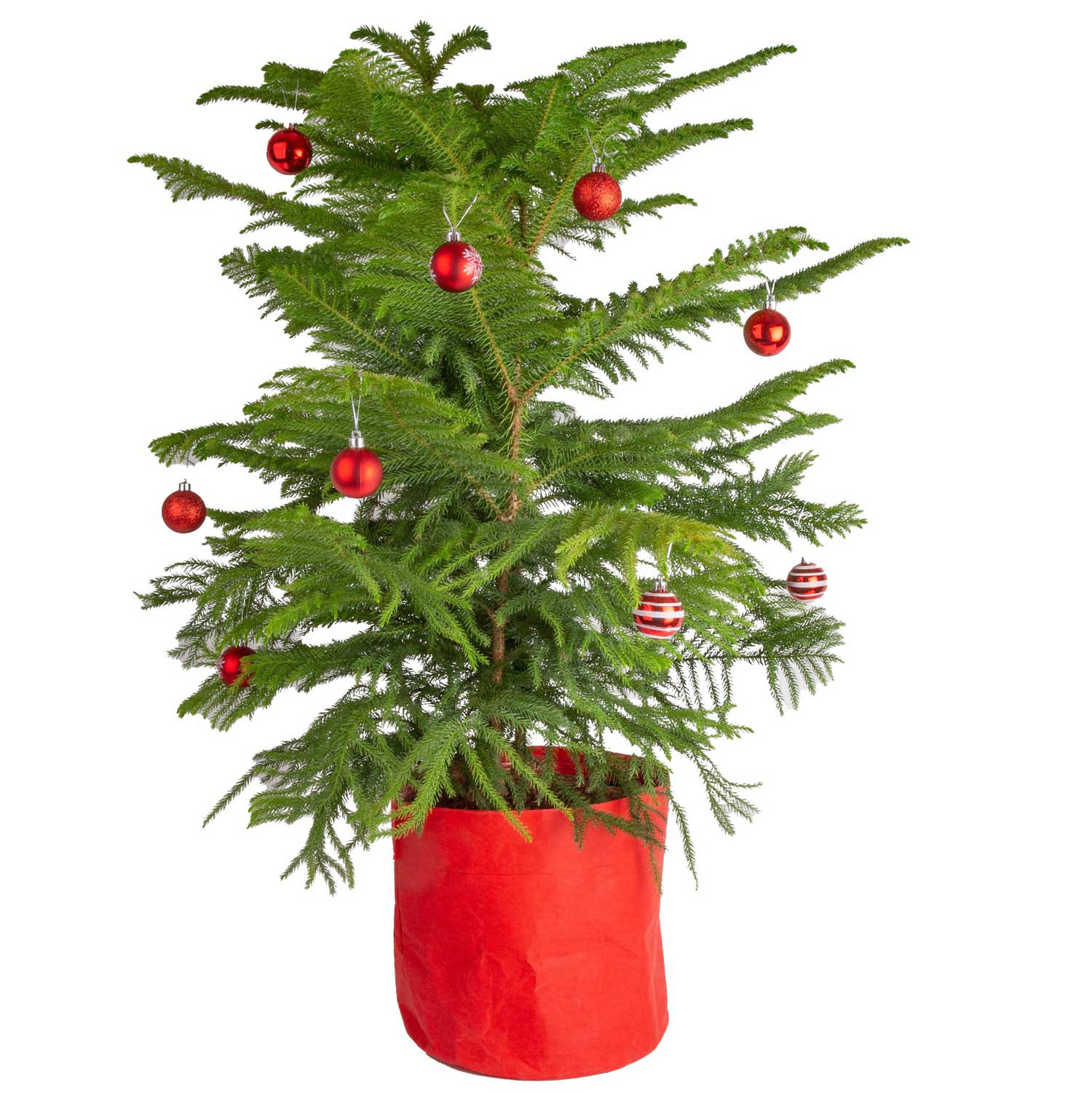2.3' Pine Christmas Tree