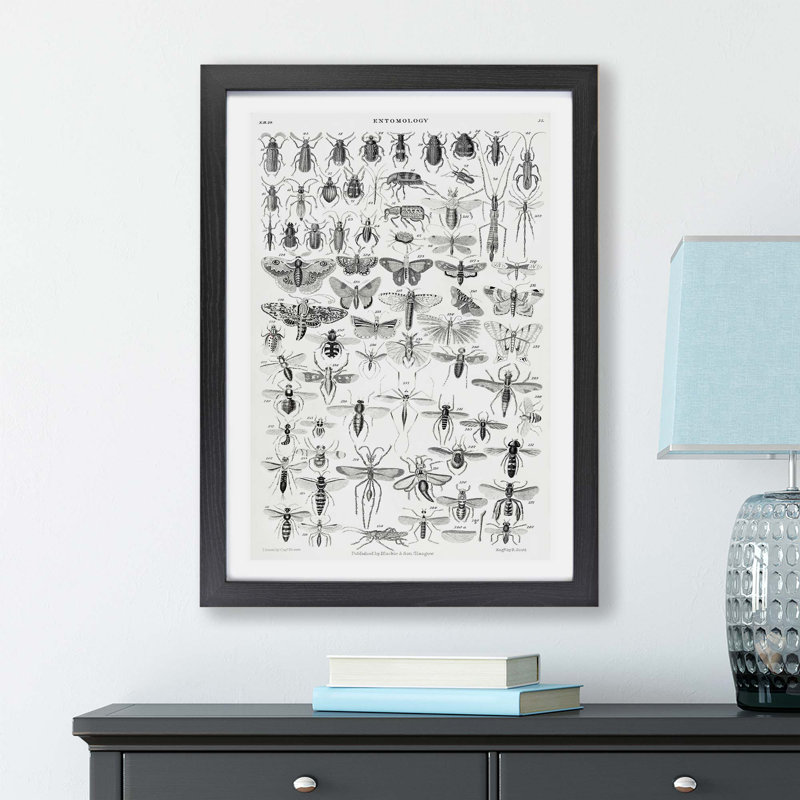 Study Of Insects XL by Oliver Goldsmith - Single Picture Frame Print, 45cm H x 63cm W x 2cm D, Black