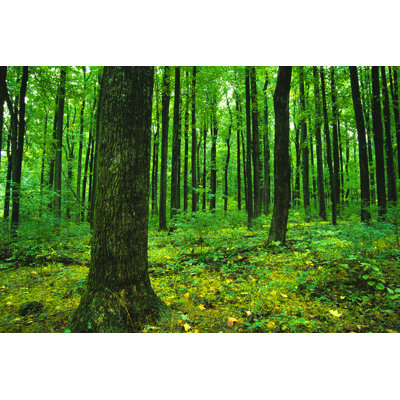 Landscape Forest Green Trees by Amygdala_Imagery