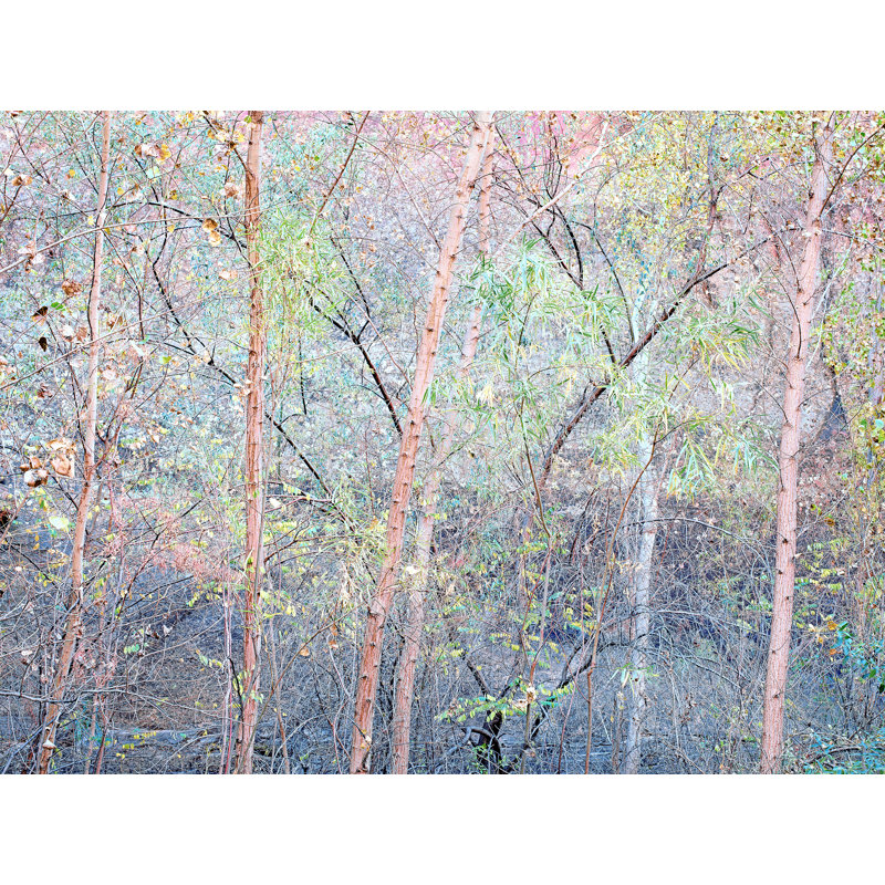«Tree Design in Redrock Canyon» par Bruce Heinemann - photographie, H 17,2 po x l 21,2 po, Papier avec cadre noir