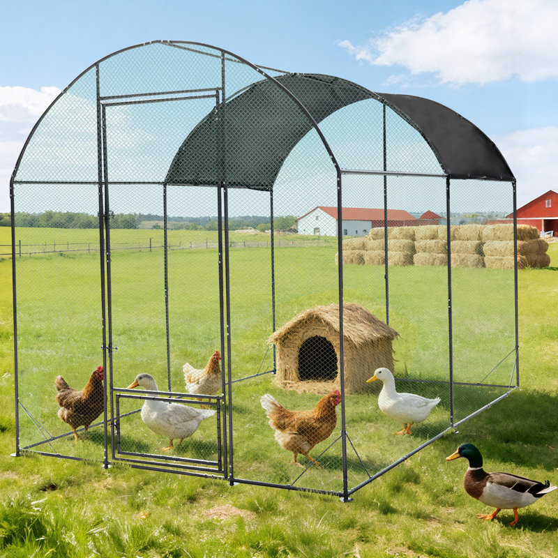 Walk In Chicken Run