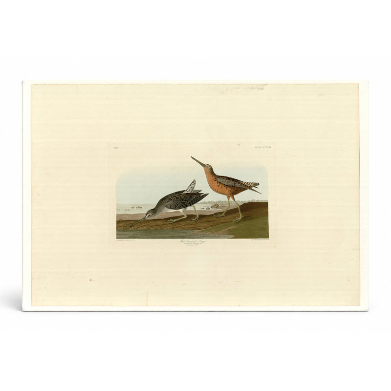 Bécasseau à poitrine rousse, plaque 335 - paysage, art mural sur toile, 18" W x 12" H