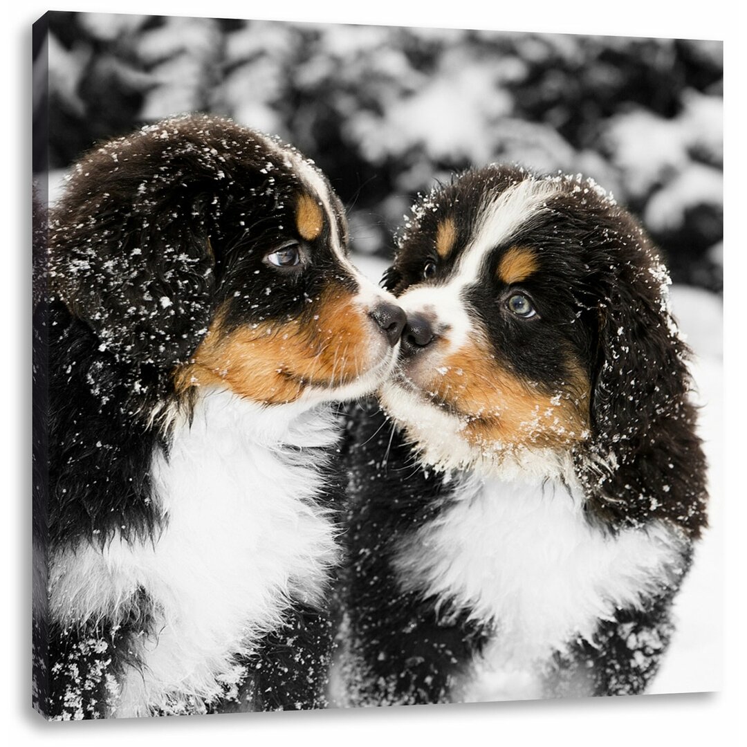 Leinwandbild Süße Bernersennenhunde im Schnee