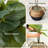 36'' Faux Fiddle Leaf Fig Tree-1137422233