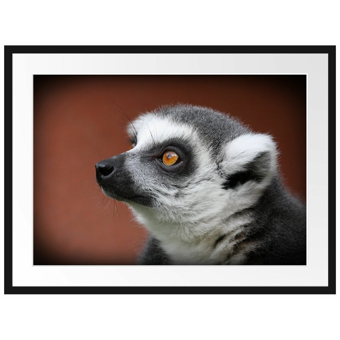 Gerahmtes Fotoposter 'Alert Ringelschwanz Lemur'