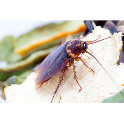 " Dead Cockroach "