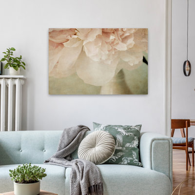 Plantes, fleurs, pivoines rêveuses