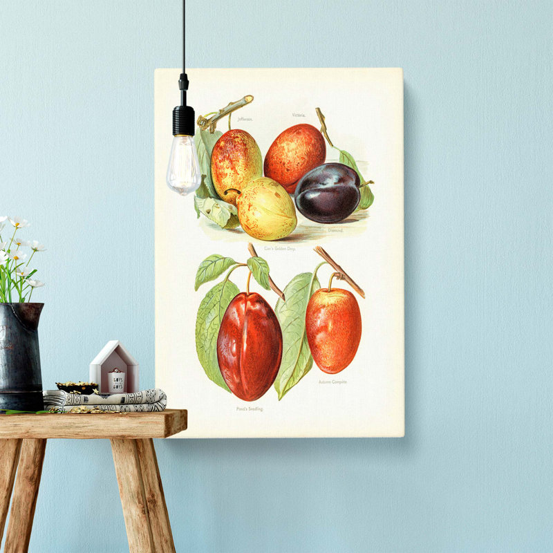 Vintage Illustrations Of Plums - Wrapped Canvas, 50cm H x 35cm W x 3cm D