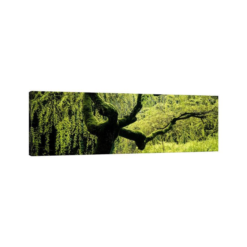 Moss Growing On The Trunk Of A Weeping Willow Tree, Japanese Garden - Wrapped Canvas Panoramic Print