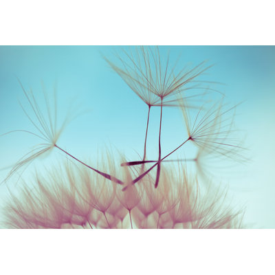 Macro Dandelion Seed - Wrapped Canvas Print