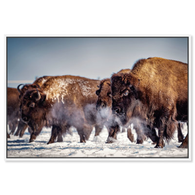 Buffalo Herd In A Snow Landscape Print