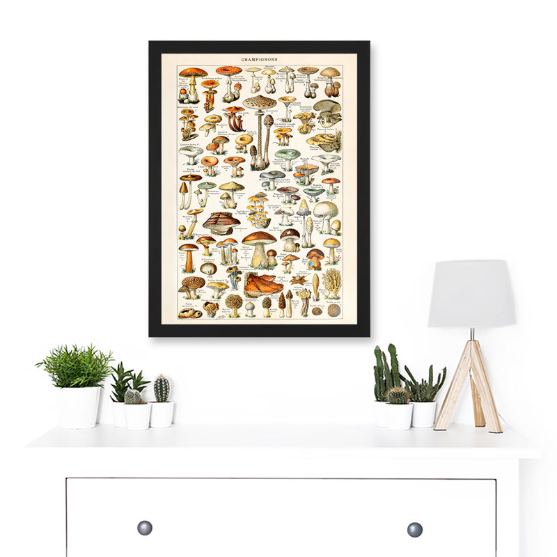 Mushrooms Fungus Champignons - Single Picture Frame Print