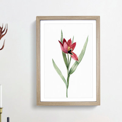 Pink Tulip Flower by Pierre-Joseph Redoute - Picture Frame Painting Print