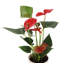 Live Anthurium Plant in Gold Pot