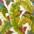 Palm Leaves Multi