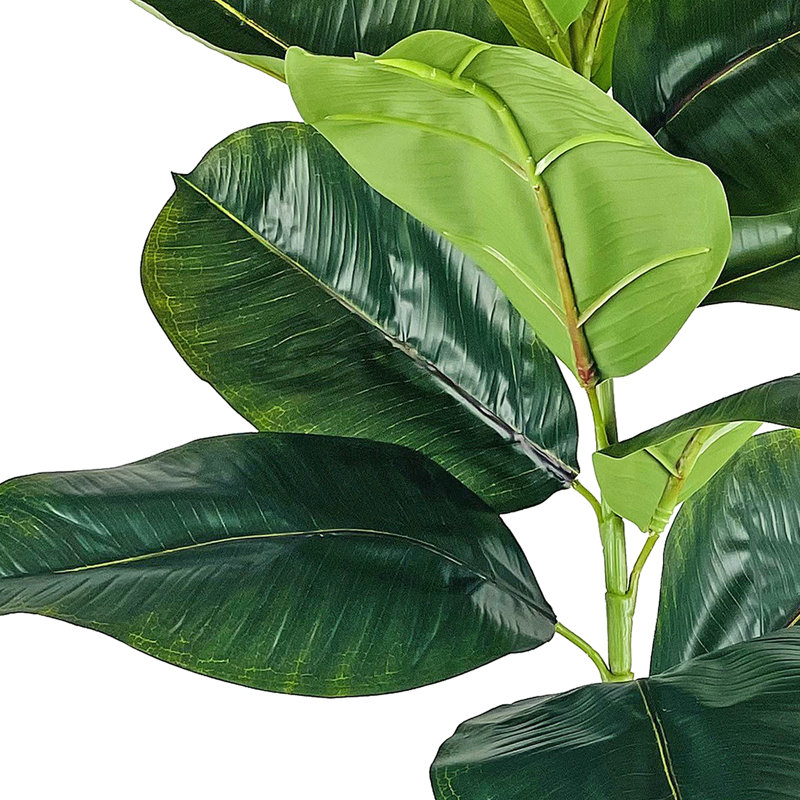 4-Foot Rubber Plant in Dotted White Metal Planter