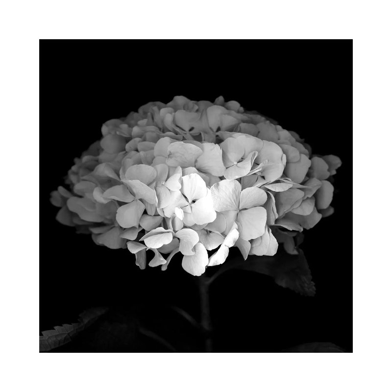Hydrangea VI by Magda Indigo - Wrapped Canvas Print, 93.98cm H x 93.98cm W x 1.91cm D