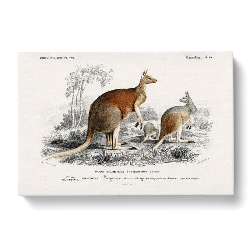 Kangaroos by Charles D' Orbigny - Wrapped Canvas Painting, 40cm H x 60cm W x 3cm D