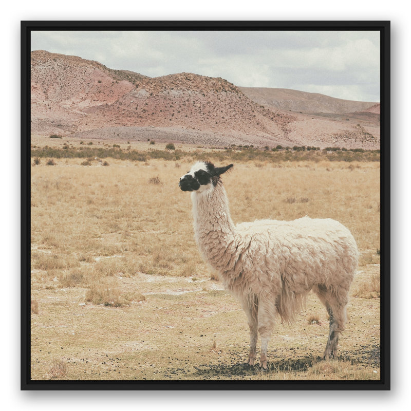 Lama dans un champ, H 31,75 po x l 31,75 po x P 1,75 po