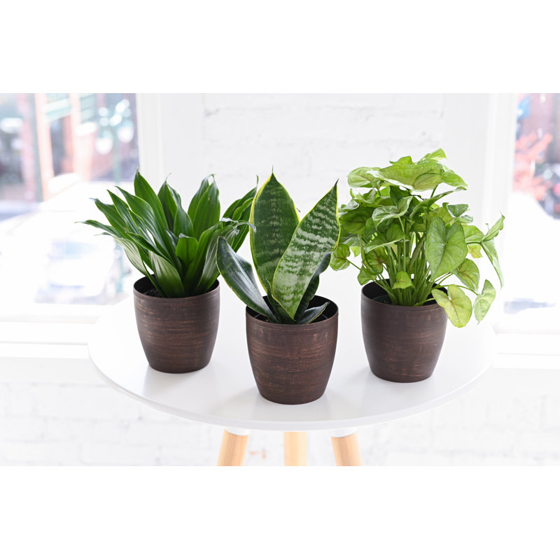 Live Low Light Houseplant Set, White