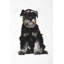 Toile encadrée miniature Schnauzer | Chambre à coucher pour les amoureux des animaux de compagnie