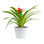 Foliage Plant in Planter
