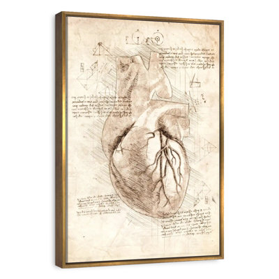 Human Heart
