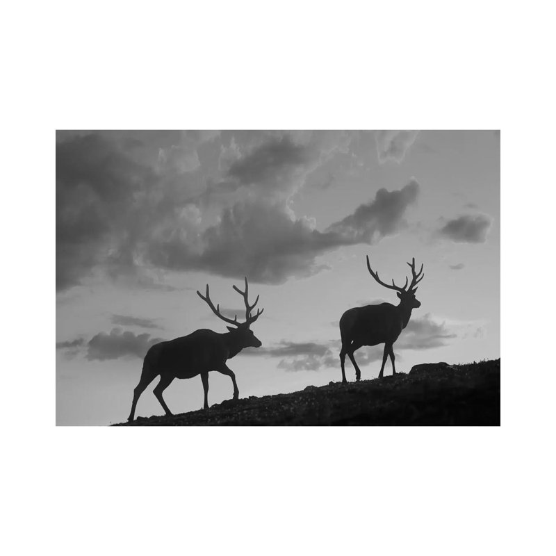Elk Bulls, Rocky Mountain National Park, Colorado - Wrapped Canvas Print, 20.32 cm H x 30.48 cm W