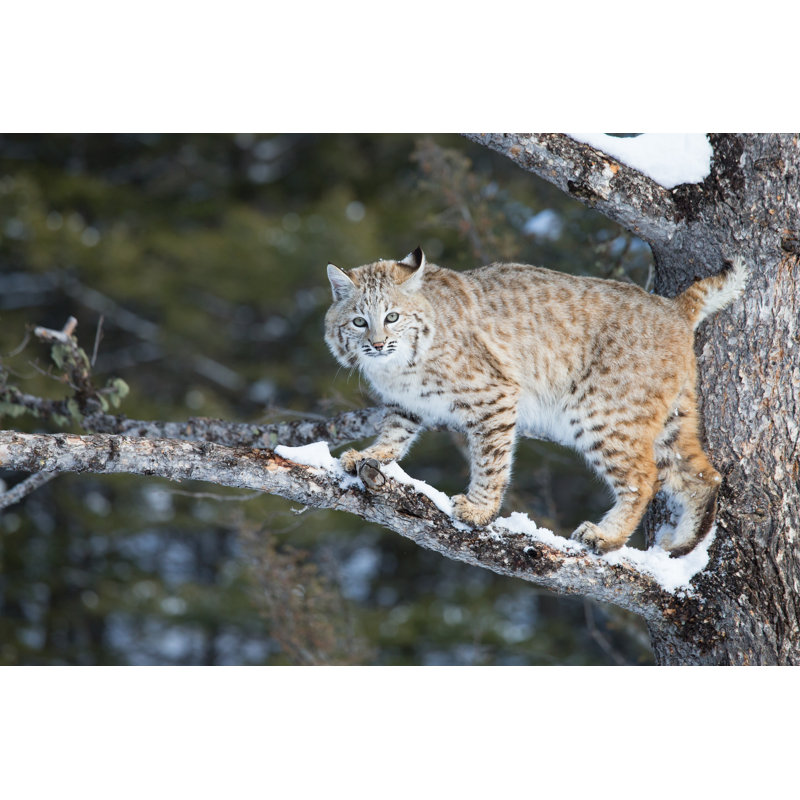 Bobcat by Rpbirdman - No Frame Art Prints on Canvas, 61cm H x 91cm W