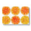 Orange Fruit Slices - Wrapped Canvas-61842502