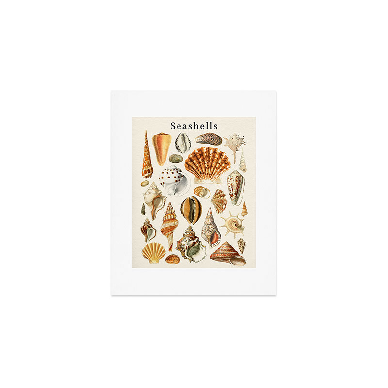 «Gal Design Seashells», reproduction d'art - sans cadre, H 10 po x l 8 po