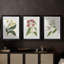 Antique Botanical Collection X - reproduction sur mesure encadrée de qualité supérieure - 3 pièces-1497497576-1497497495