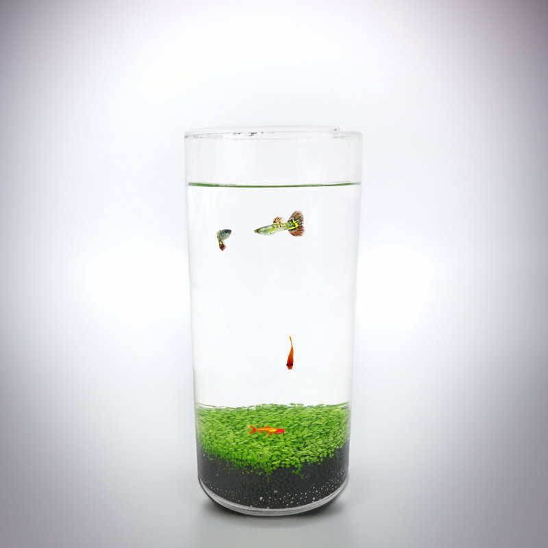 Eco-Container Sealable Acrylic Cylinder Aquarrium Terrarium