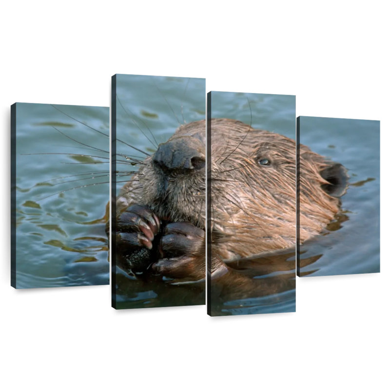 Brampt Beaver In The Water, 27" H x 43" W