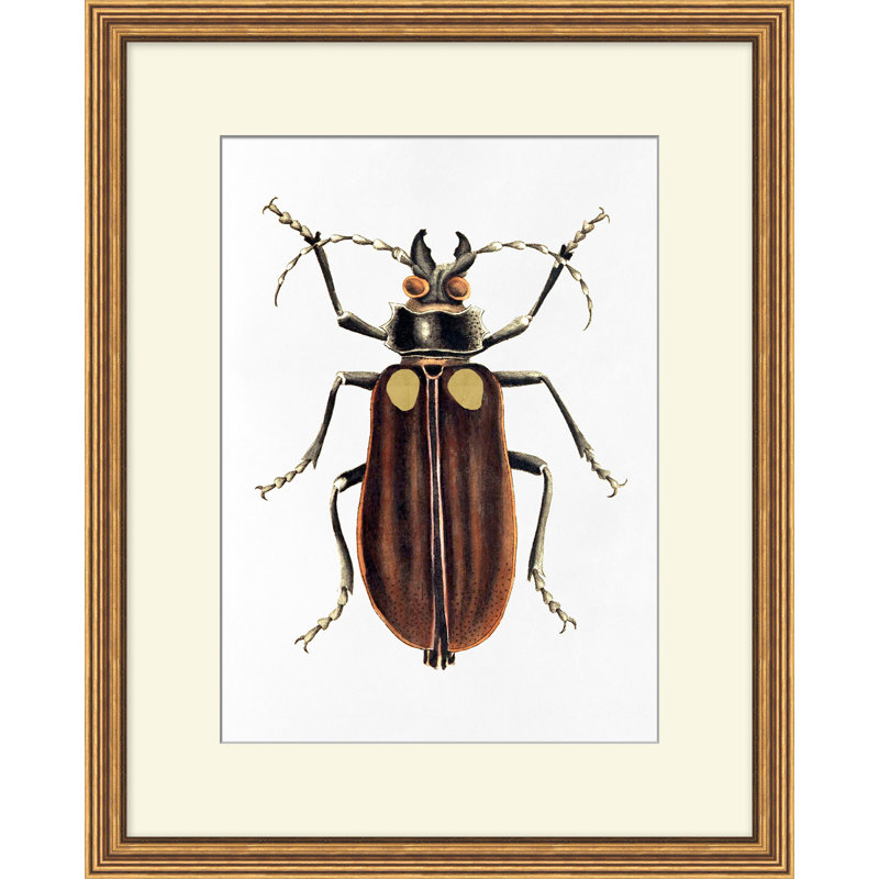 Coléoptère doré 3