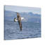 Albatros à la chasse, art mural «Albatross on Hunt»-8032662