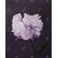 Belle fleur mauve - Toile encadrée pour le décor de la chambre à coucher
