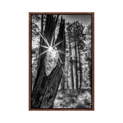 Sunbeam Through Old Tree in Forest - Monochrome 1 Piece Wall Art on Canvas